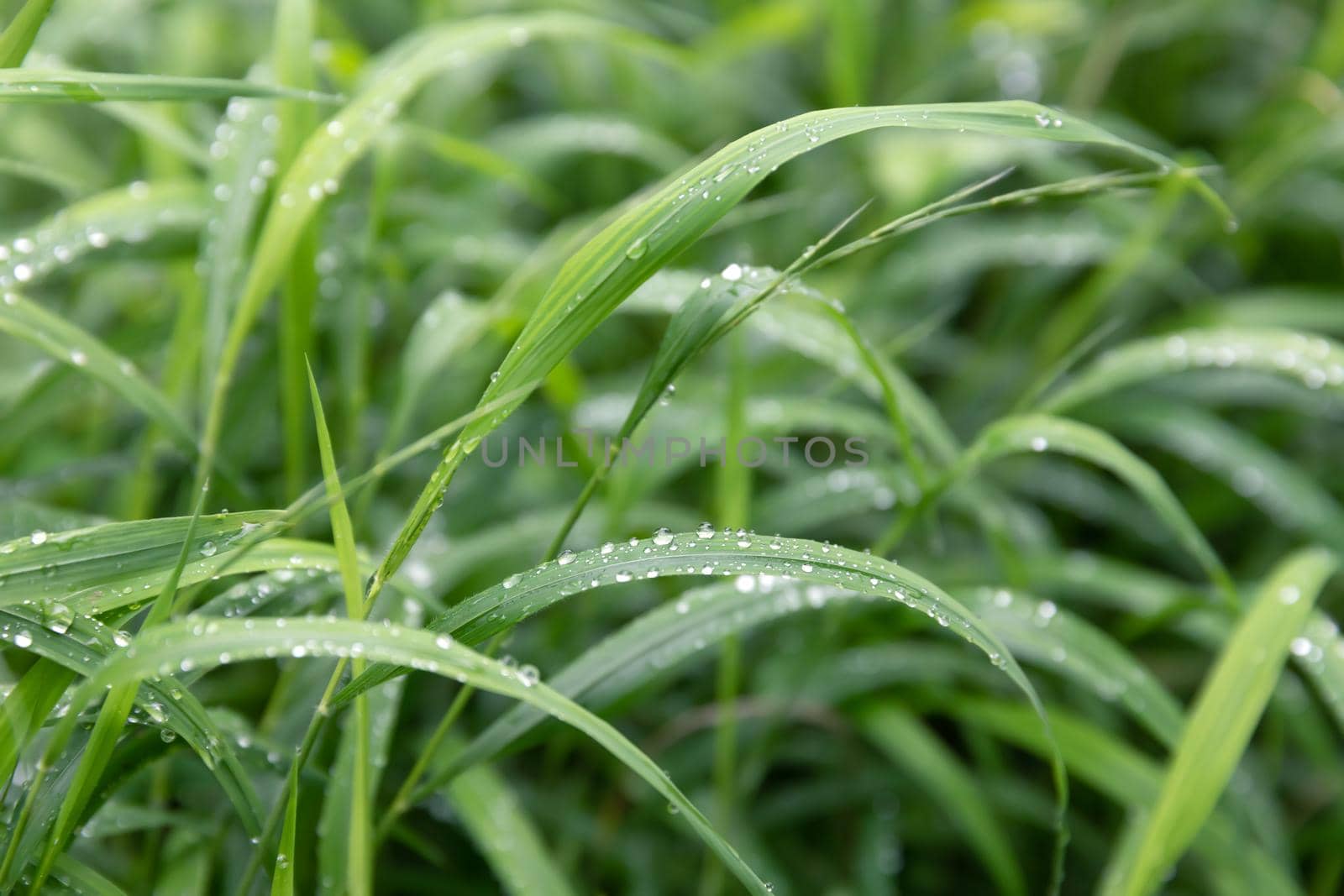 Nature background. Water drops on the green grass. Wet Green Grass with water drops. Soft focus image with shallow DOF.