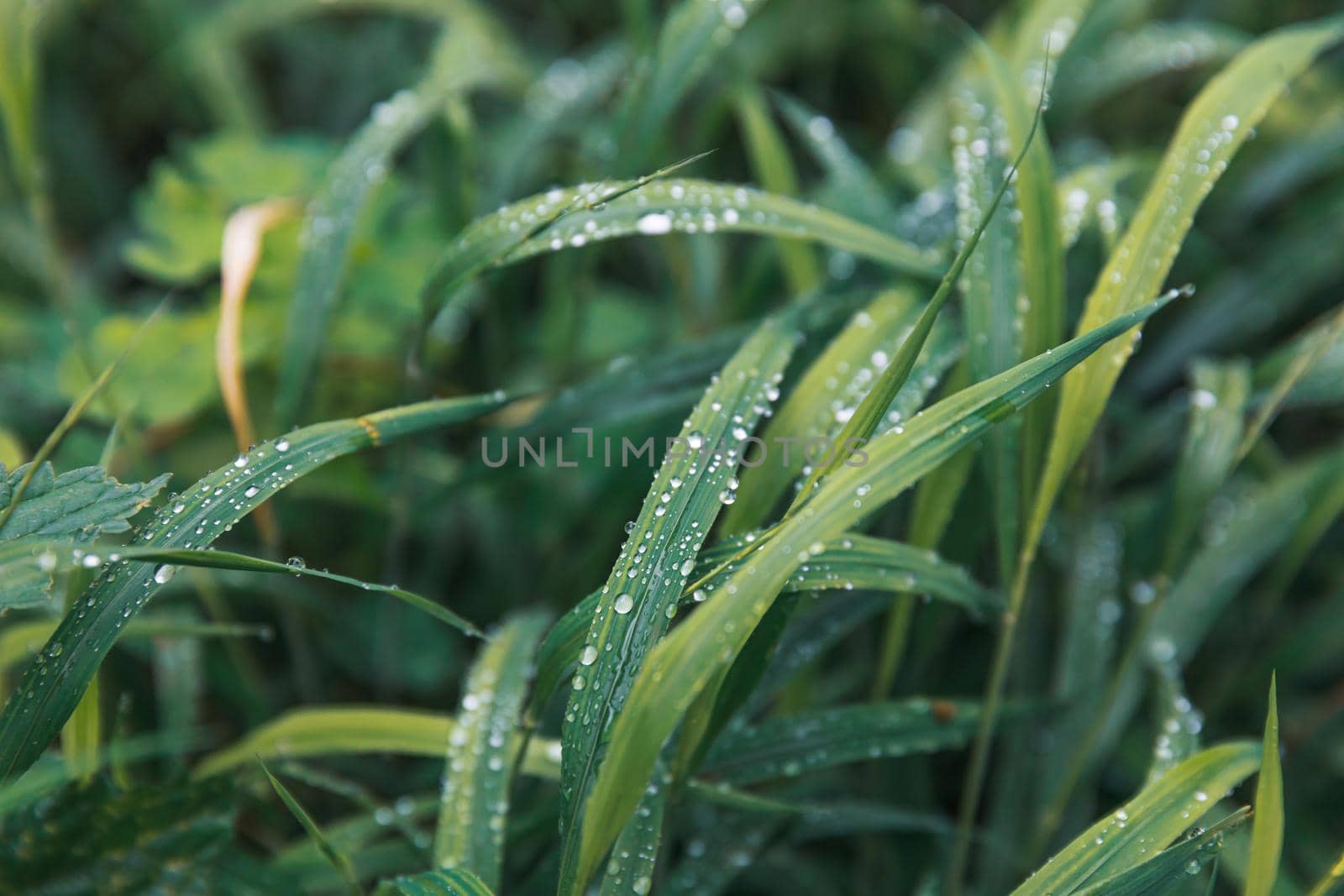 Nature background. Water drops on the green grass. Wet Green Grass with water drops. Soft focus image with shallow DOF.