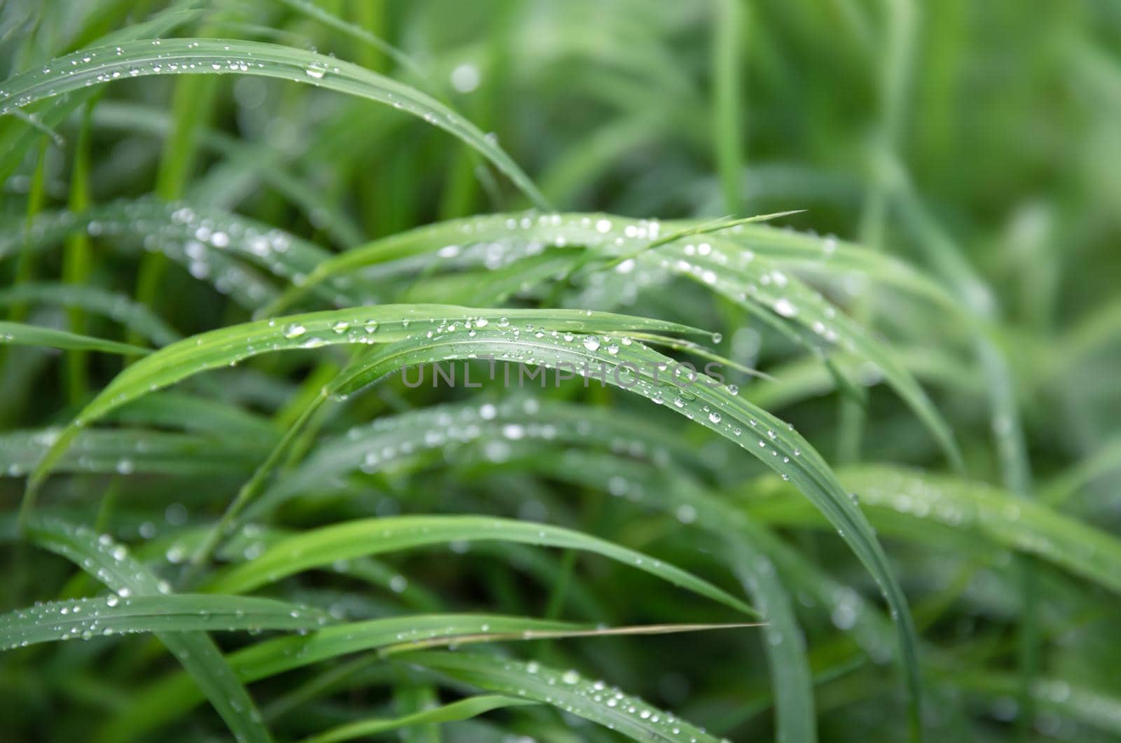 Nature background. Water drops on the green grass. Wet Green Grass with water drops. Soft focus image with shallow DOF.