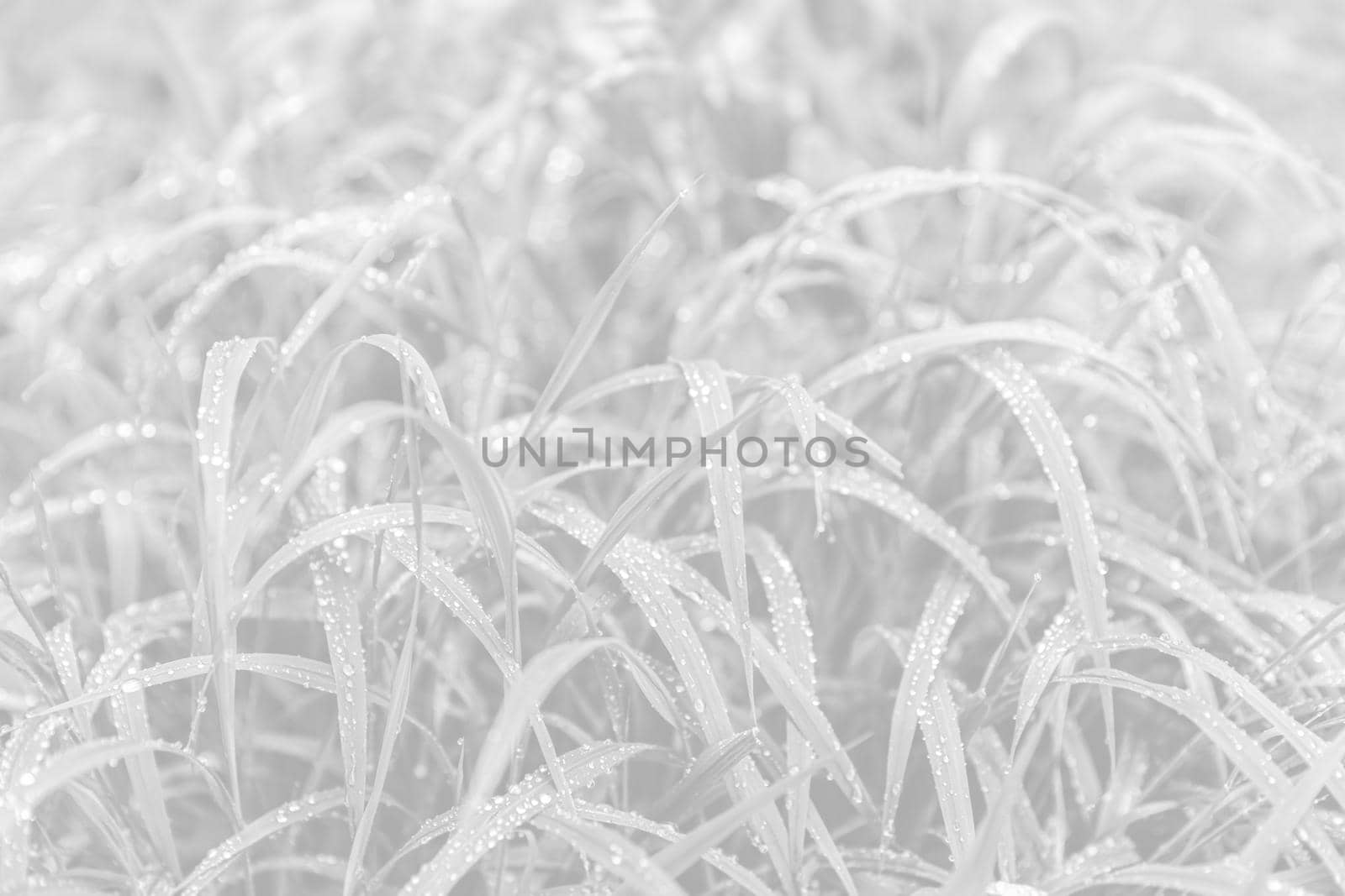 Nature background in light gray tonality. Water drops on the green grass. Wet Green Grass with water drops. Soft focus image with shallow DOF.