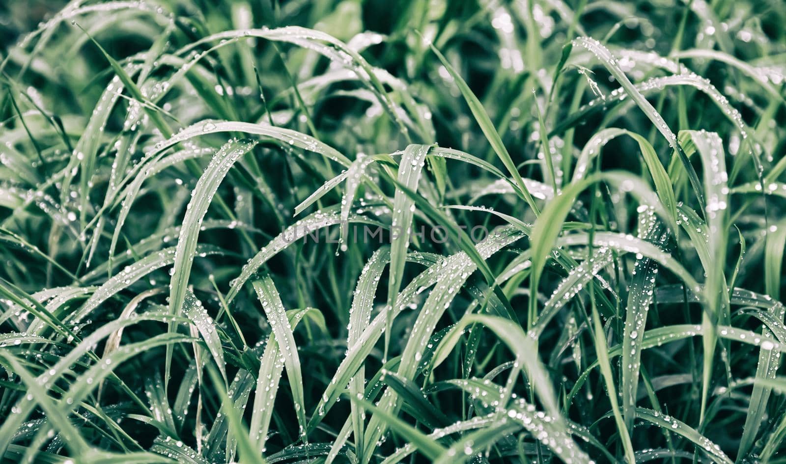 Nature background. Water drops on the green grass. Wet Green Grass with water drops. Soft focus image with shallow DOF.