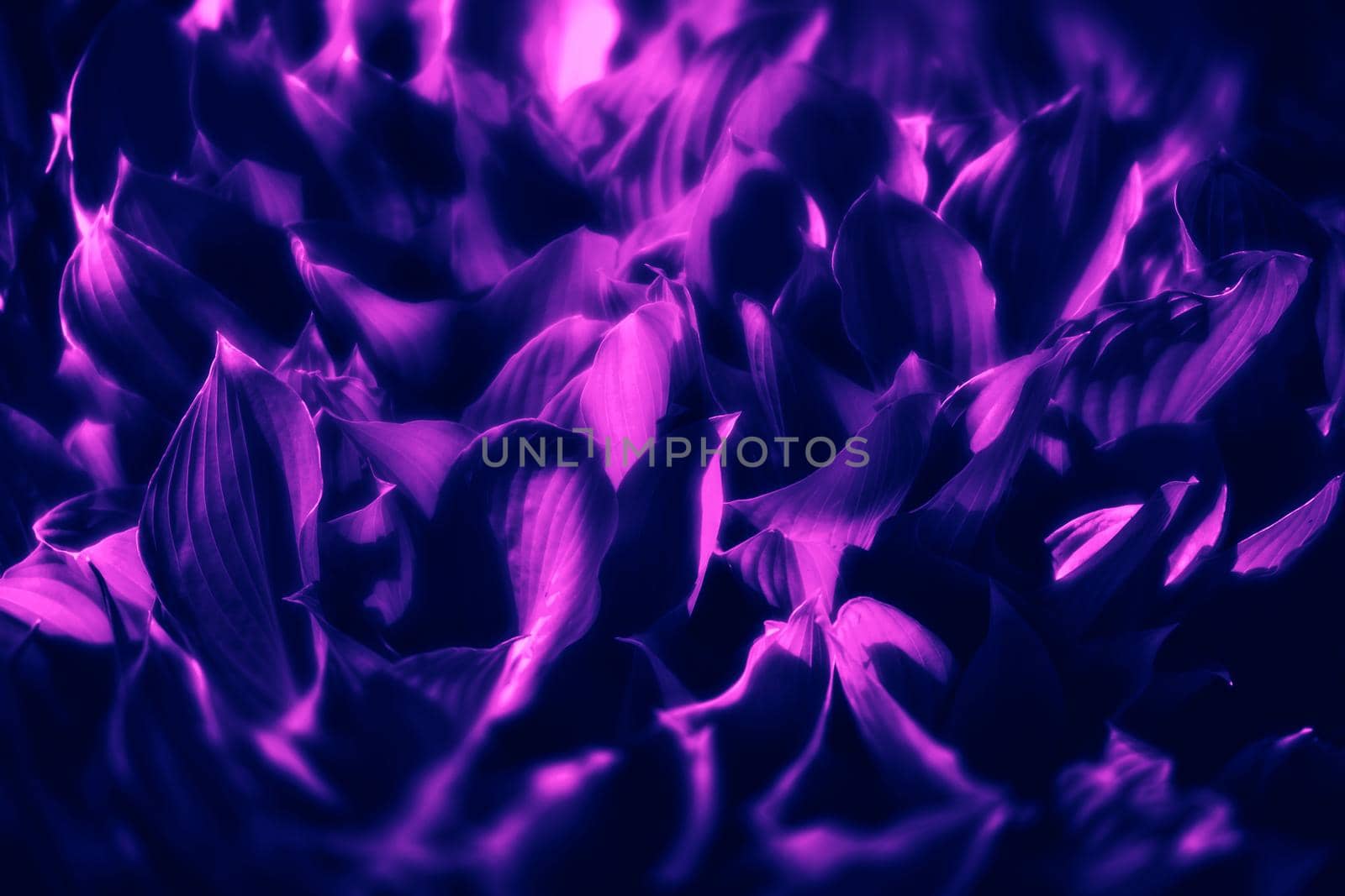 Soft focus image of large leaves in trendy neon colors. Natural texture background