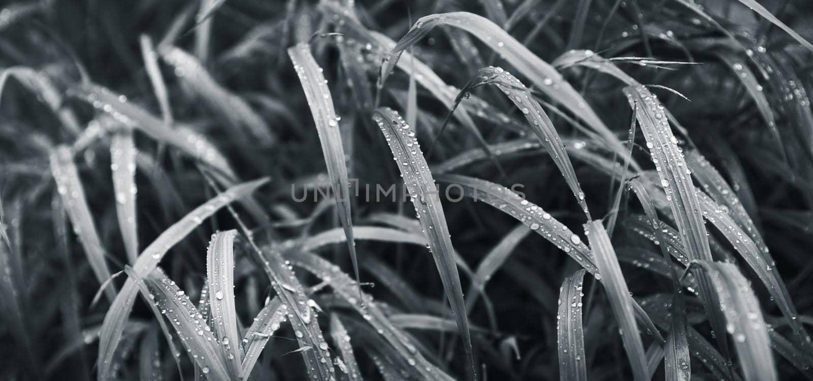 Nature background. Water drops on the green grass. Wet Green Grass with water drops. Soft focus image with shallow DOF.