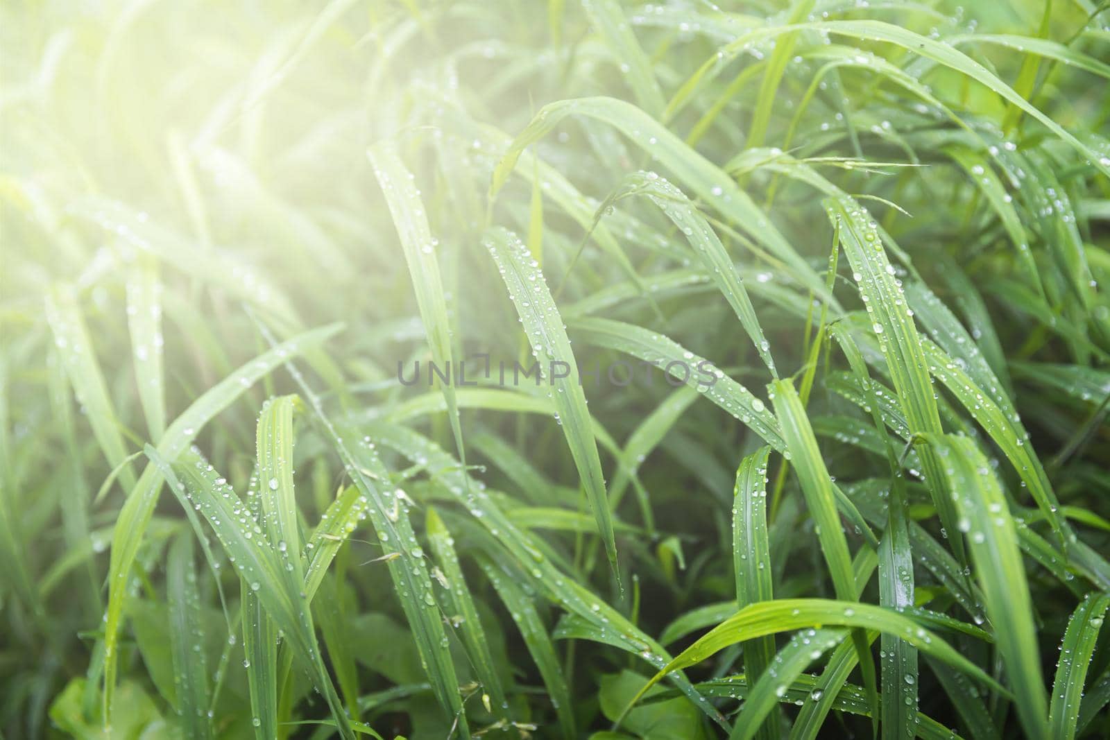 Nature background. Water drops on the green grass. Wet Green Grass with water drops. Soft focus image with shallow DOF.