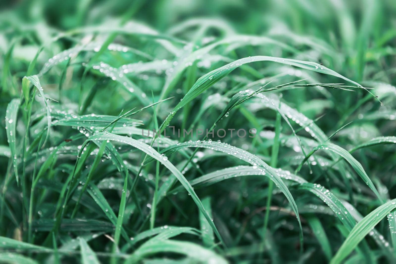 Nature background. Water drops on the green grass. Wet Green Grass with water drops. Soft focus image with shallow DOF.