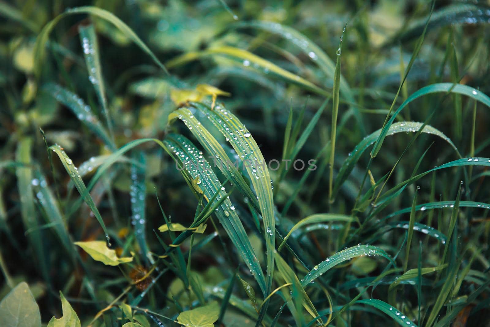 Nature background. Water drops on the green grass. Wet Green Grass with water drops. Soft focus image with shallow DOF.