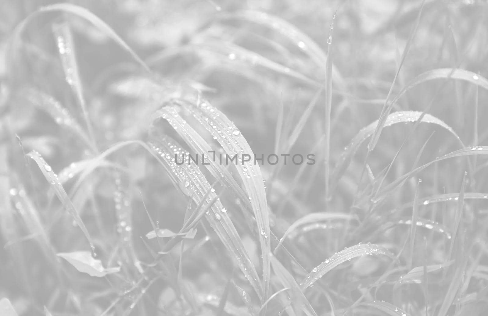 Nature background in light gray tonality. Water drops on the green grass. Wet Green Grass with water drops. Soft focus image with shallow DOF.