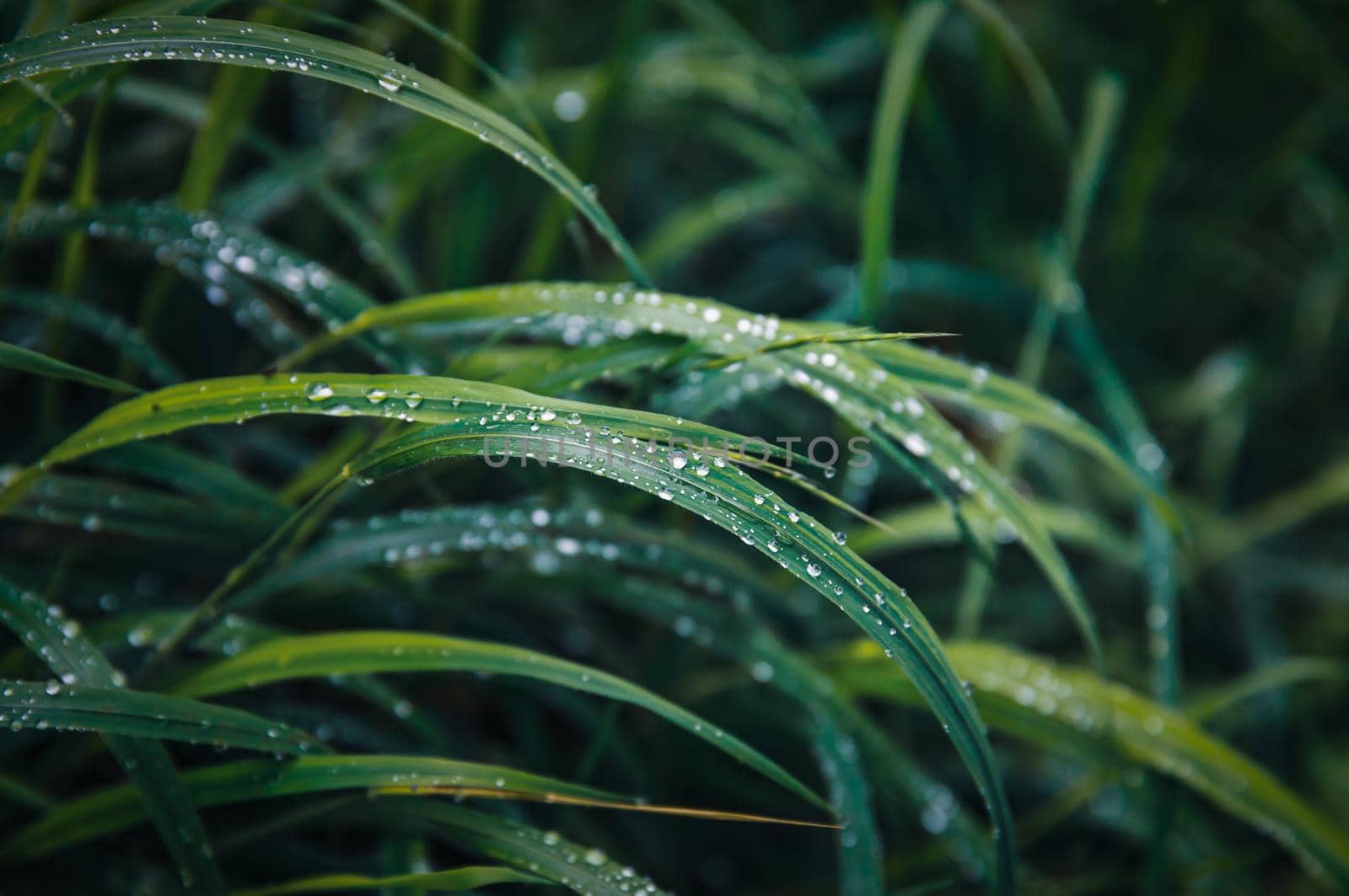 Nature background. Water drops on the green grass. Wet Green Grass with water drops. Soft focus image with shallow DOF.