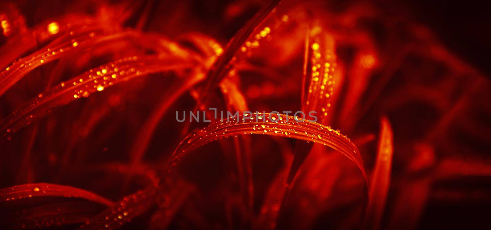 Nature background in red tone. Water drops on the green grass. Wet Green Grass with water drops. Soft focus image with shallow DOF.