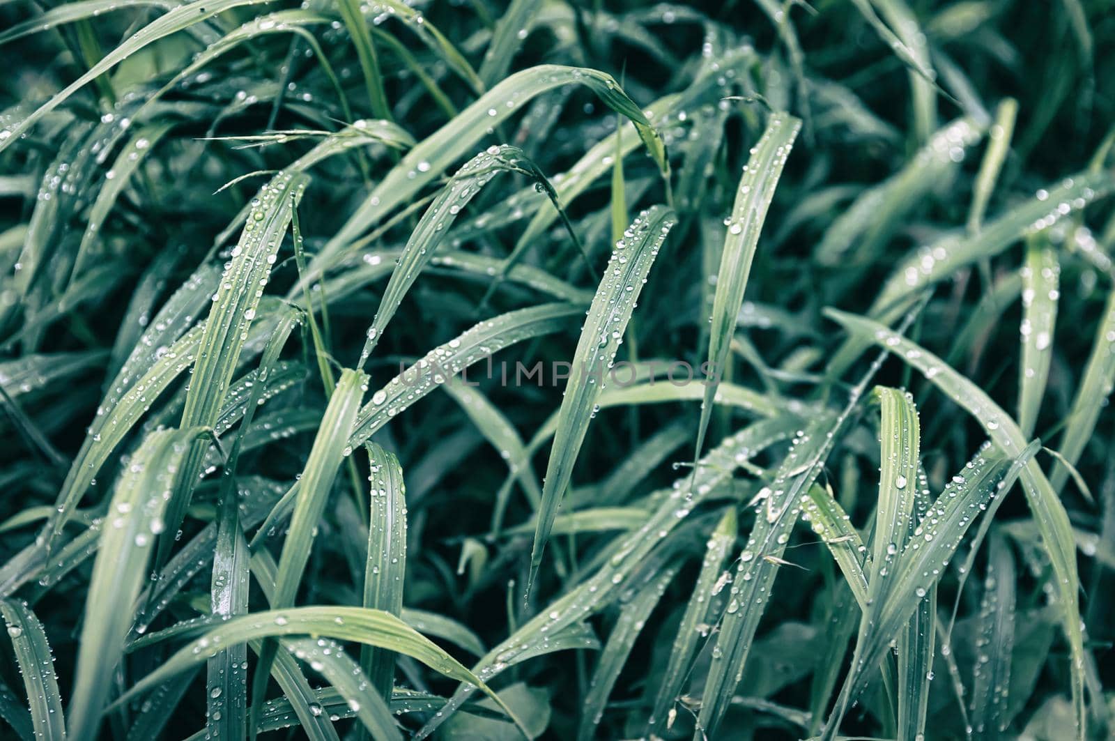 Nature background. Water drops on the green grass. Wet Green Grass with water drops. Soft focus image with shallow DOF.