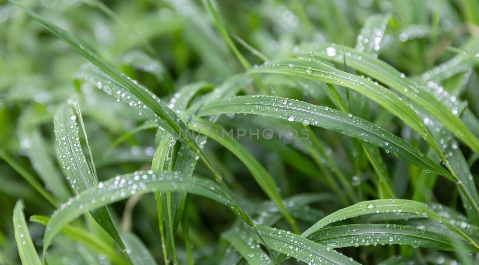 Nature background. Water drops on the green grass. Wet Green Grass with water drops. Soft focus image with shallow DOF.