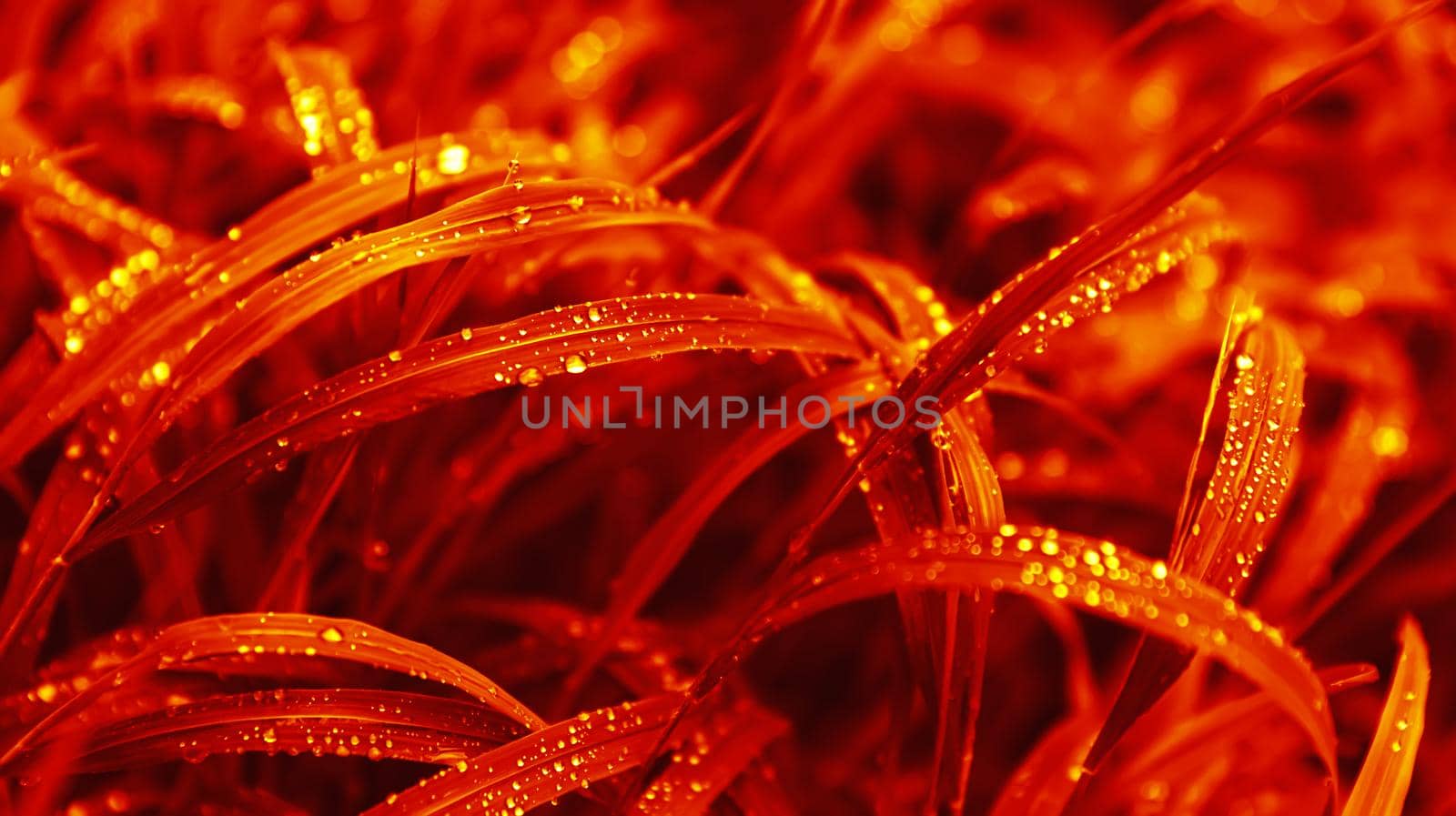 Nature background in red tone. Water drops on the green grass. Wet Green Grass with water drops. Soft focus image with shallow DOF.