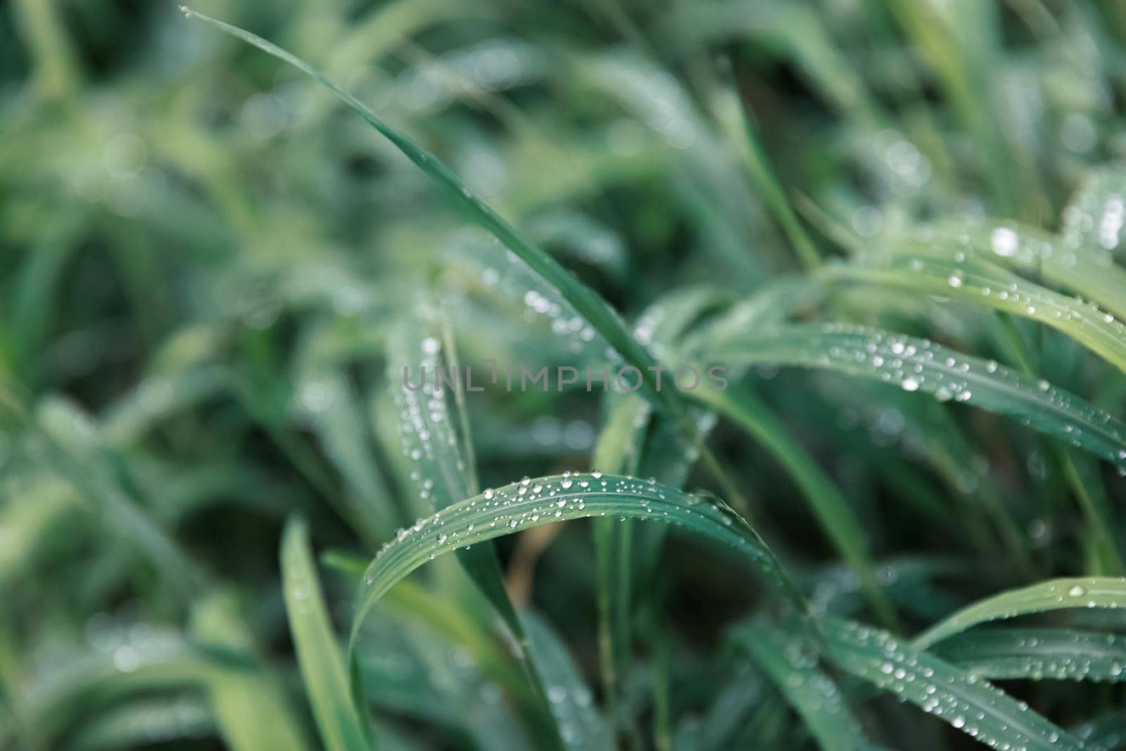 Nature background. Water drops on the green grass. Wet Green Grass with water drops. Soft focus image with shallow DOF.