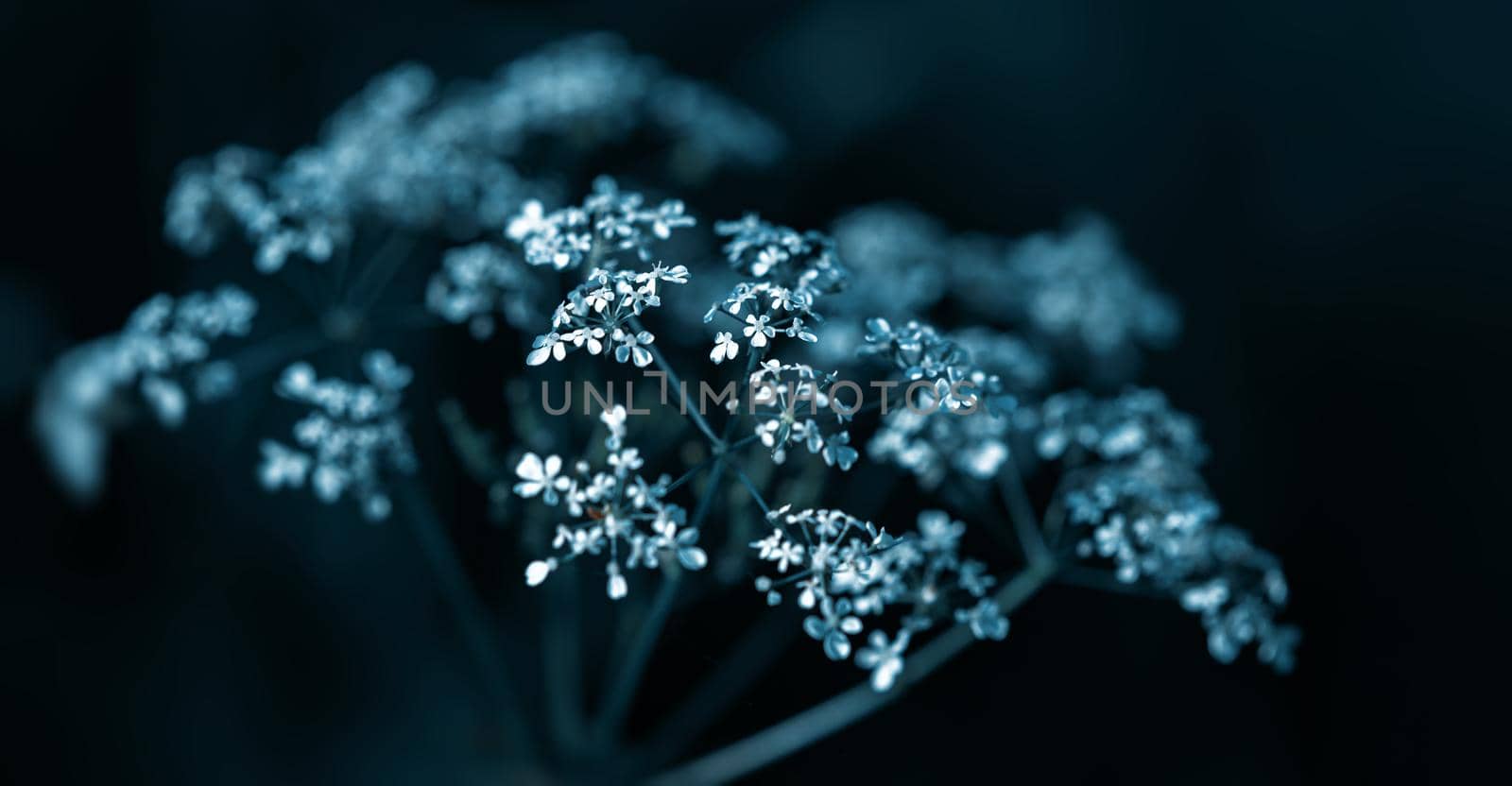 Nature background. Sofy focus image of wild grass on blurred nature background