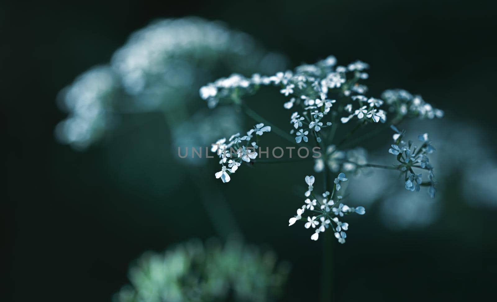 Nature background. Sofy focus image of wild grass on blurred nature background