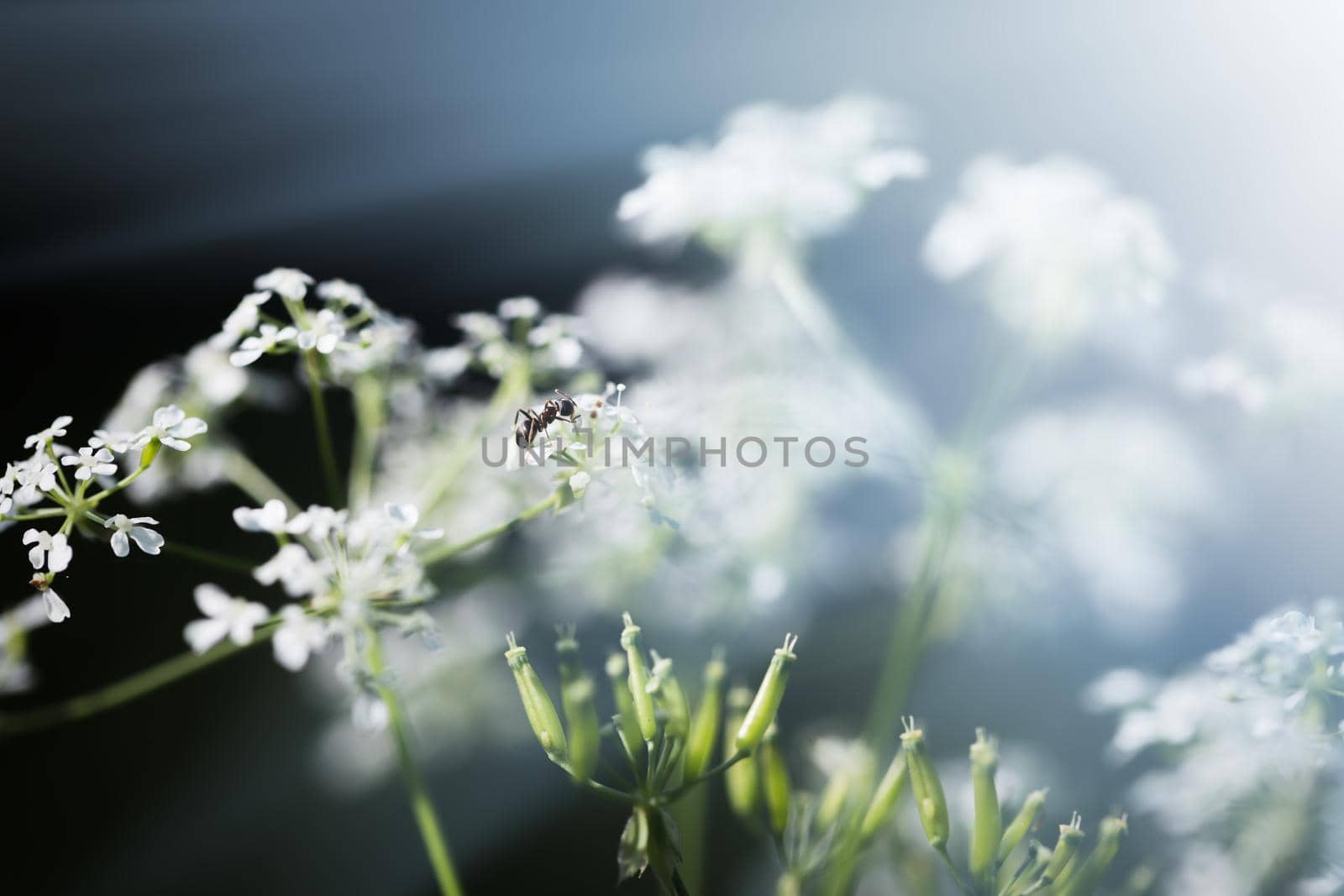 Nature background. Sofy focus image of wild grass on blurred nature background