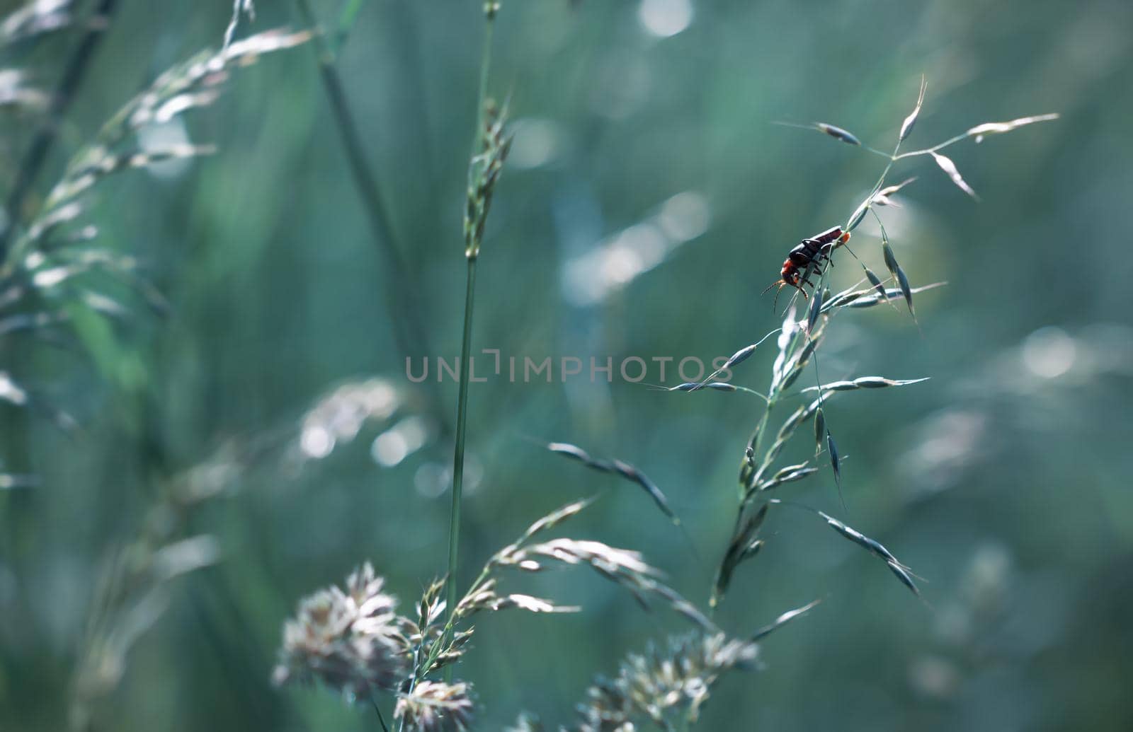 Nature background. Sofy focus image of wild grass on blurred nature background