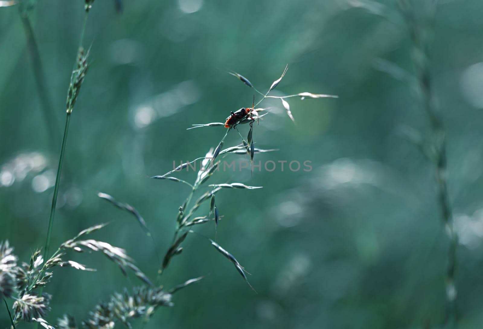 Nature background. Sofy focus image of wild grass on blurred nature background