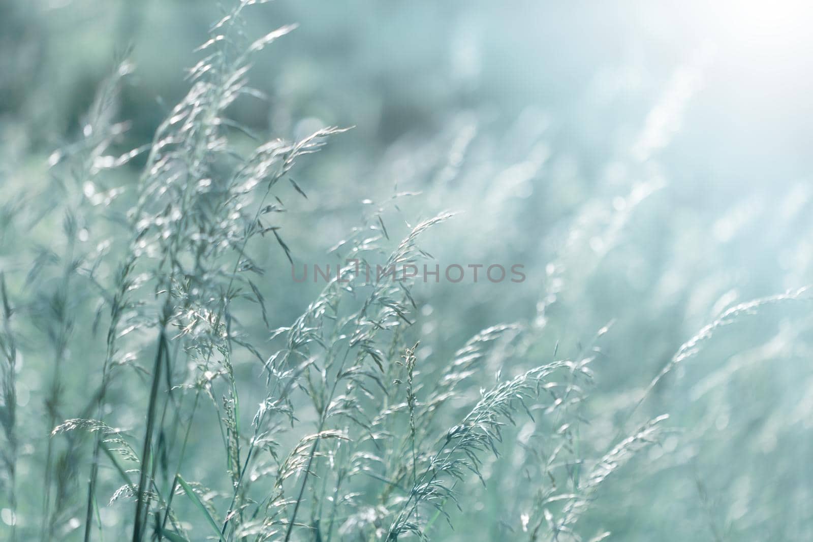 Nature background. Sofy focus image of wild grass on blurred nature background