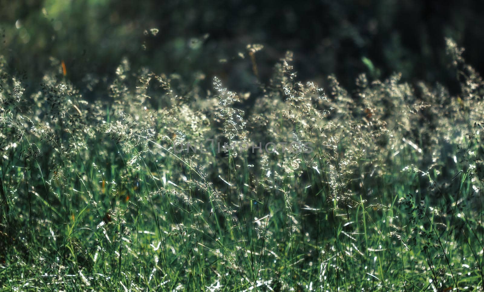 Nature background. Sofy focus image of wild grass on blurred nature background