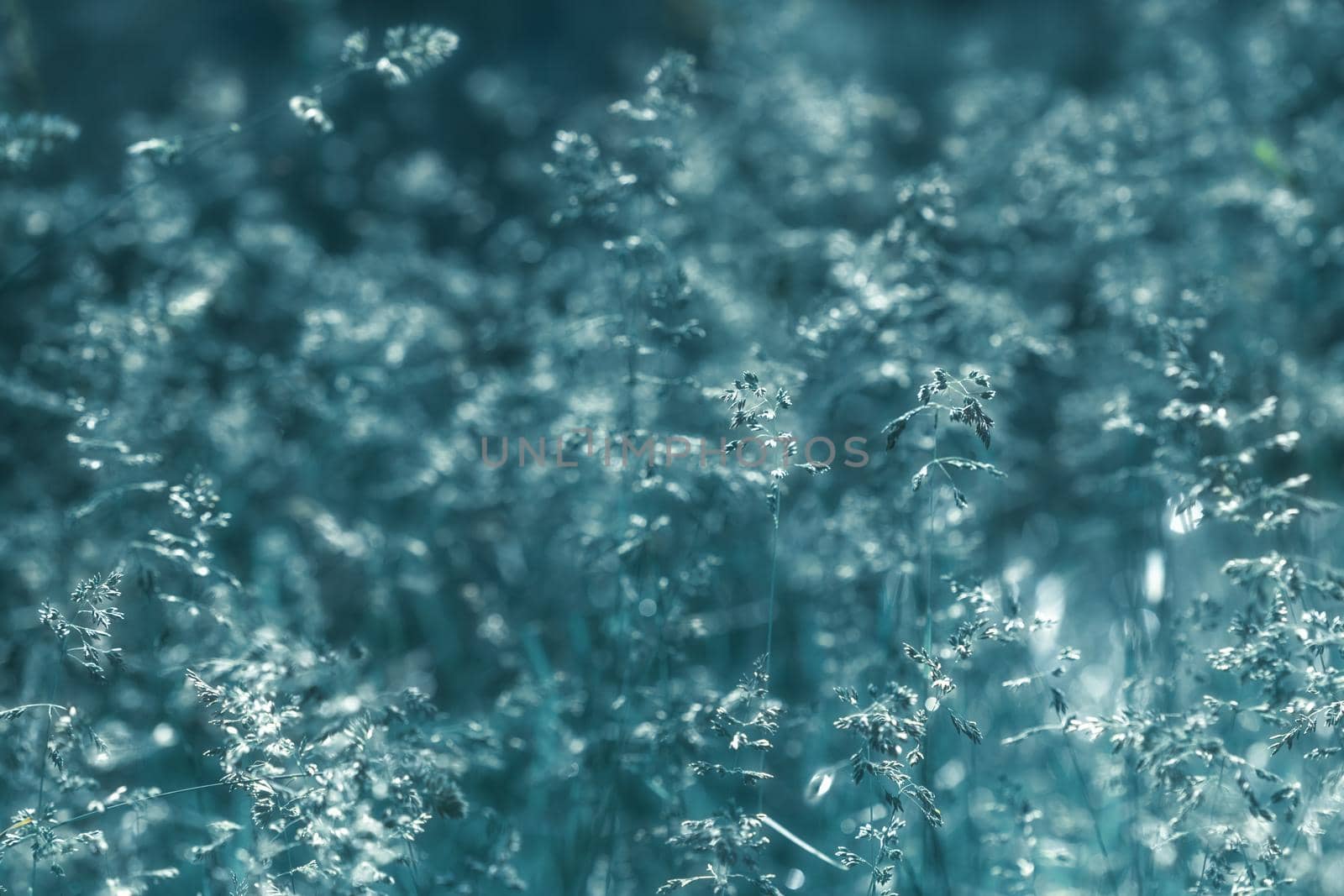 Nature background. Sofy focus image of wild grass on blurred nature background