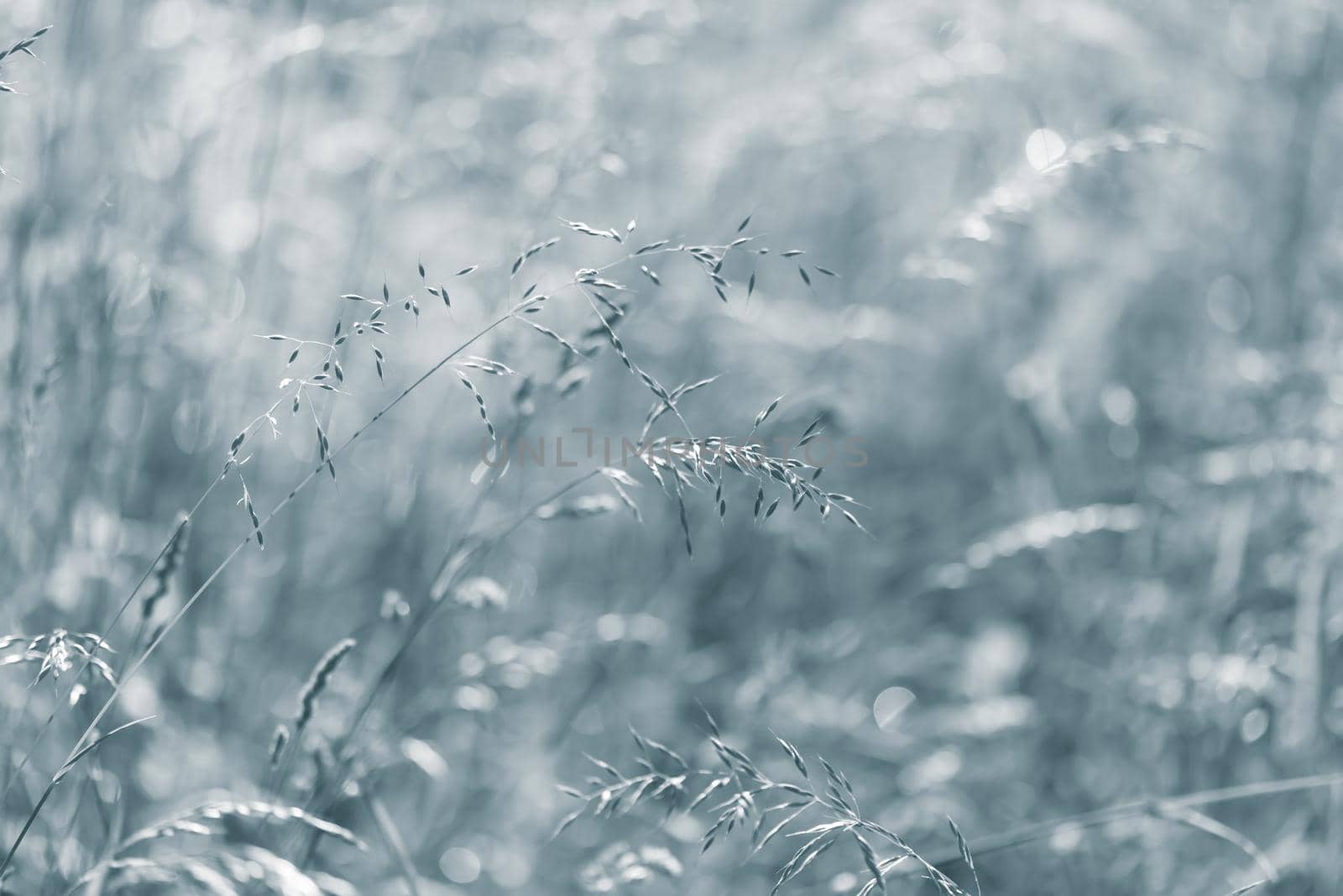 Nature background. Sofy focus image of wild grass on blurred nature background