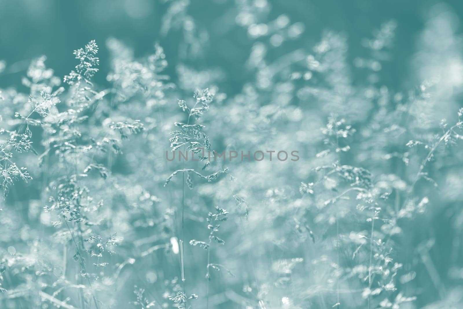 Nature background. Sofy focus image of wild grass on blurred nature background