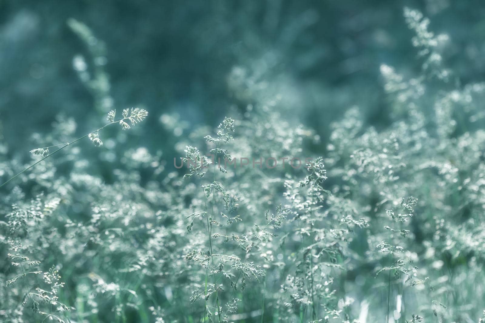 Nature background. Sofy focus image of wild grass on blurred nature background