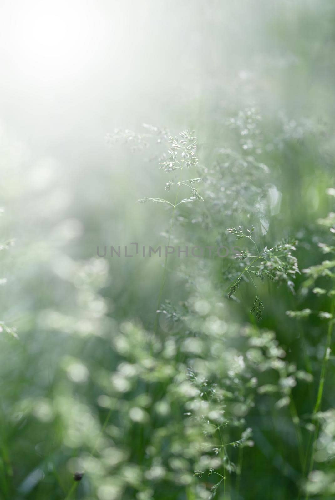 Nature background. Sofy focus image of wild grass on blurred nature background