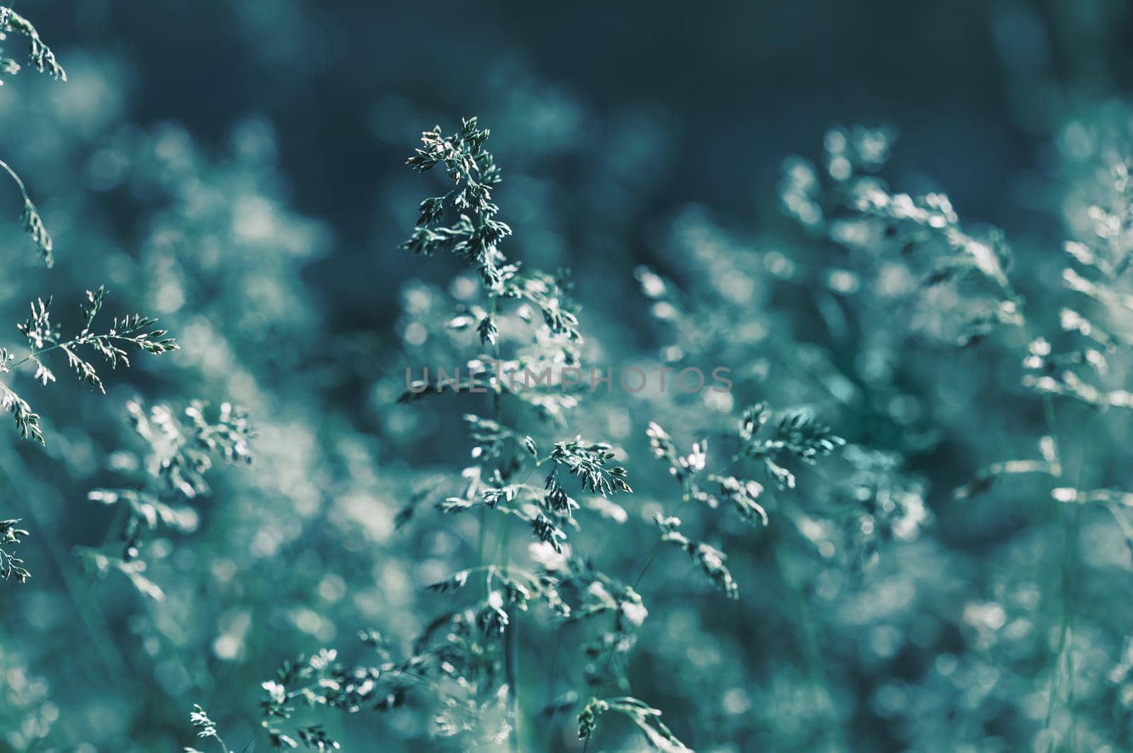 Nature background. Sofy focus image of wild grass on blurred nature background