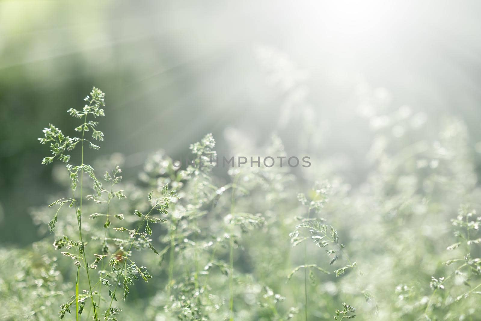 Nature background. Sofy focus image of wild grass on blurred nature background