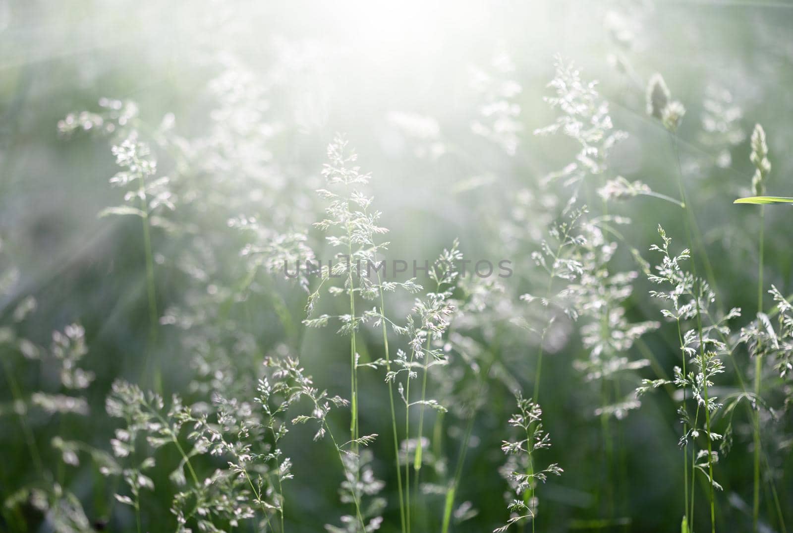 Nature background. Sofy focus image of wild grass on blurred nature background