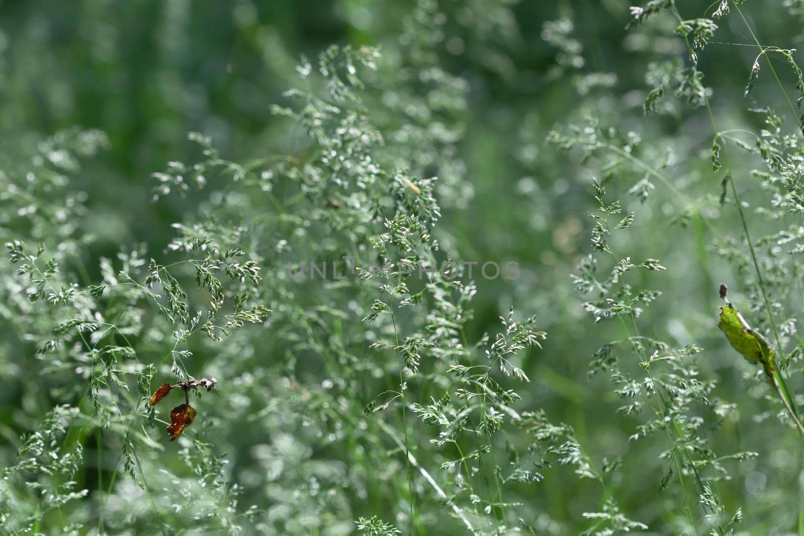Nature background. Sofy focus image of wild grass on blurred nature background