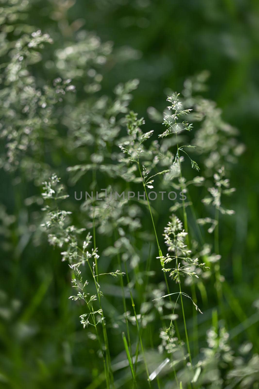 Nature background. Sofy focus image of wild grass on blurred nature background