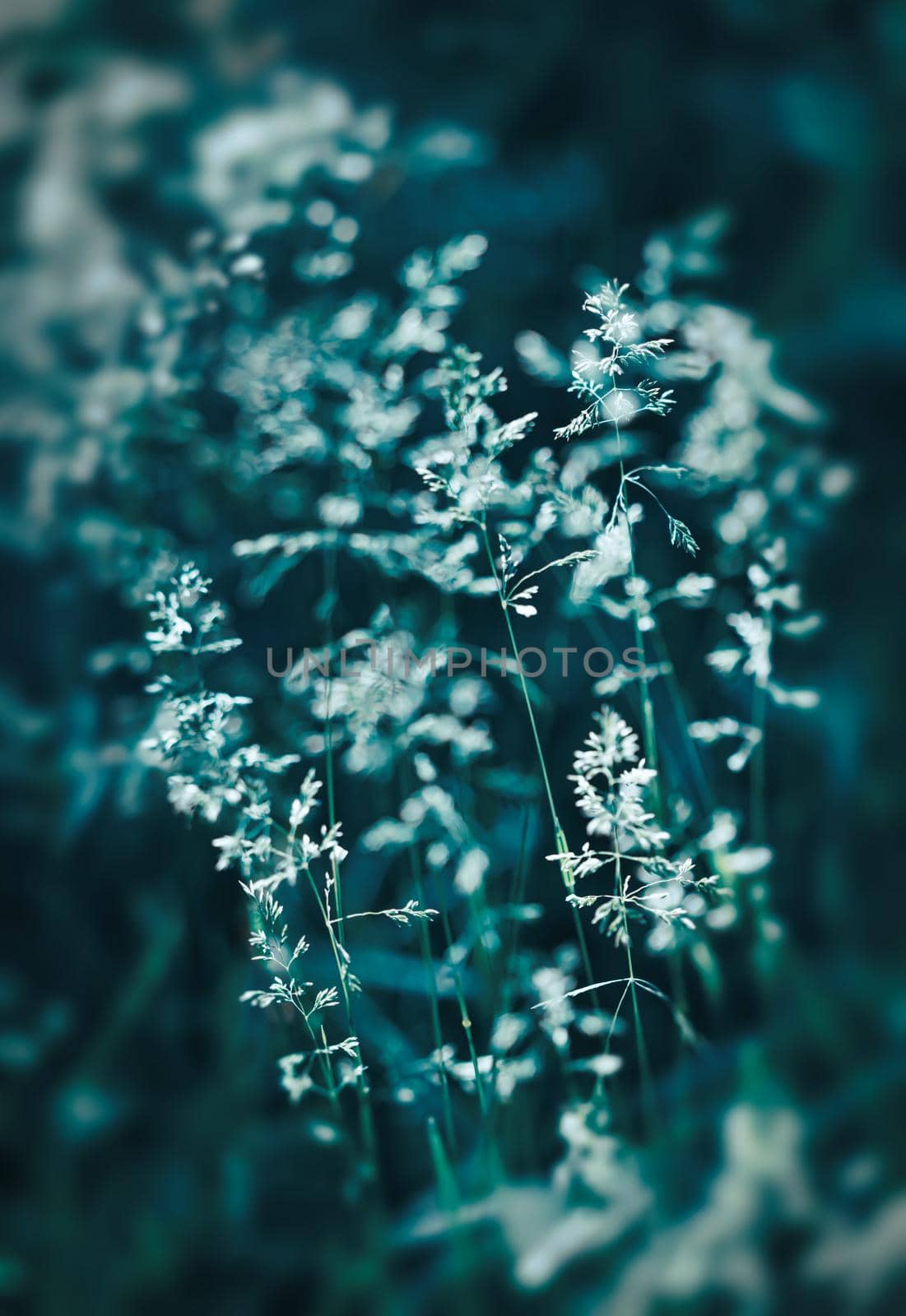 Nature background. Sofy focus image of wild grass on blurred nature background