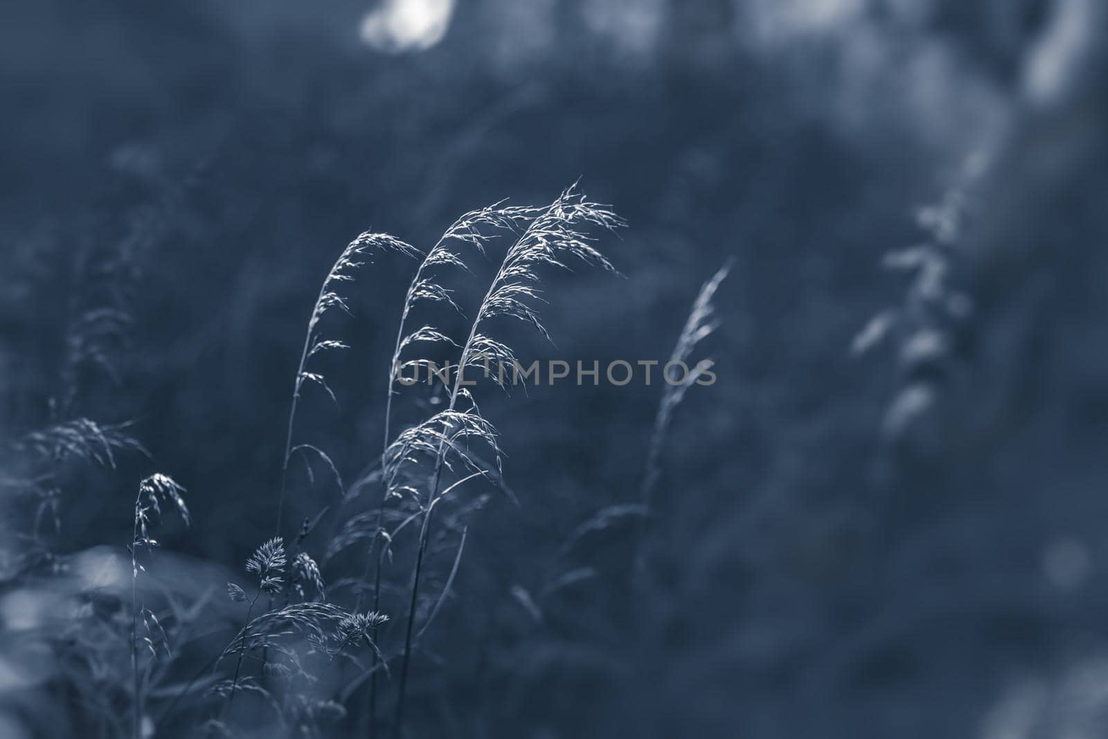 Nature background. Sofy focus image of wild grass on blurred nature background