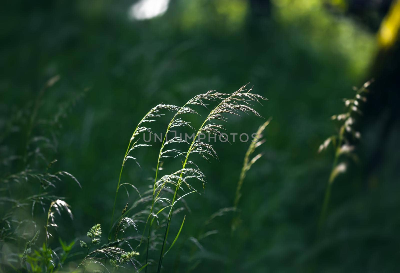 Nature background. Sofy focus image of wild grass on blurred nature background