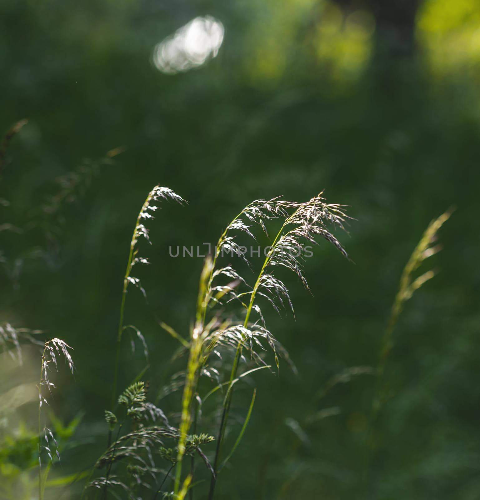Nature background. Sofy focus image of wild grass on blurred nature background