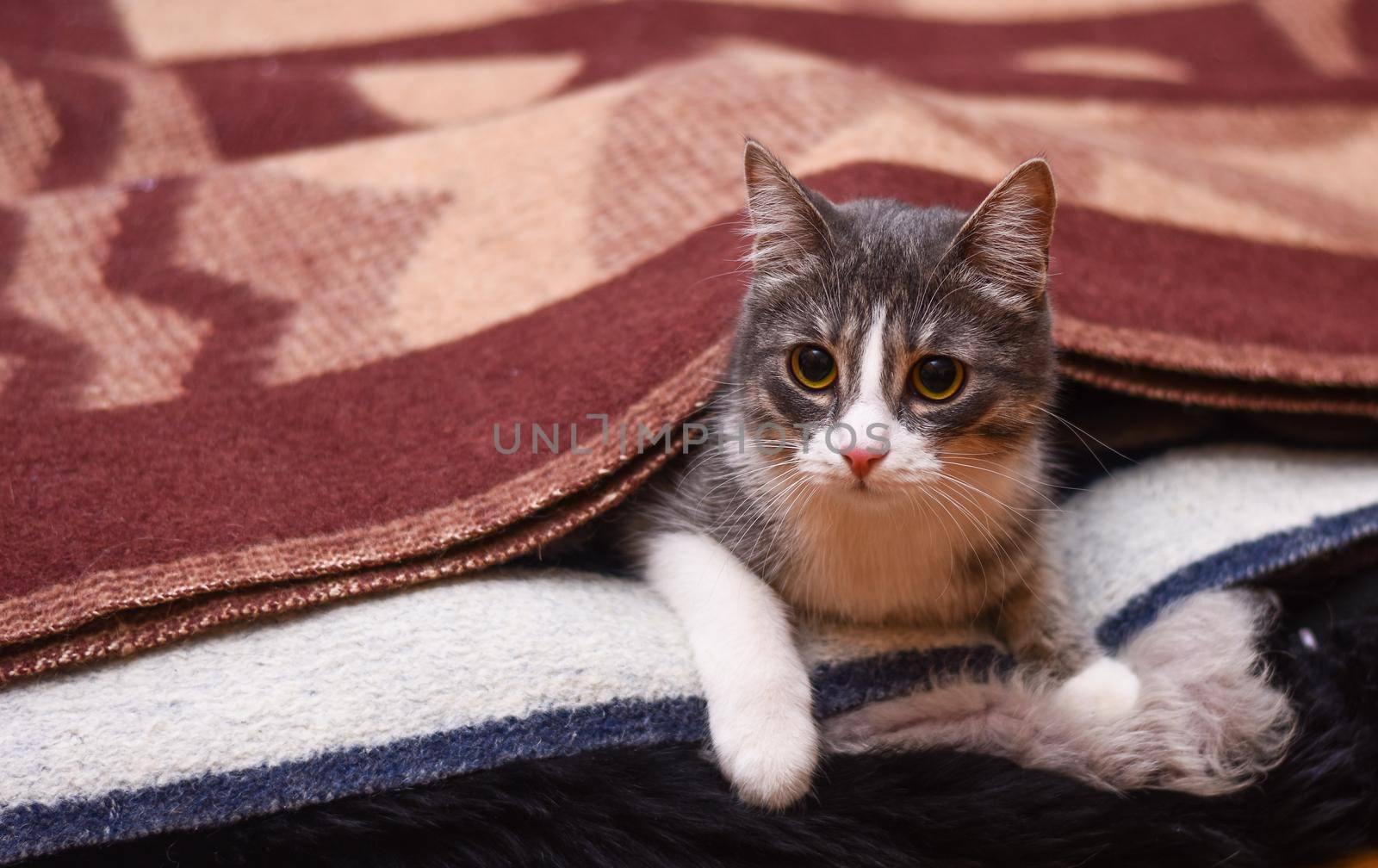 The cat is covered with a blanket. Portrait of a cat at home.