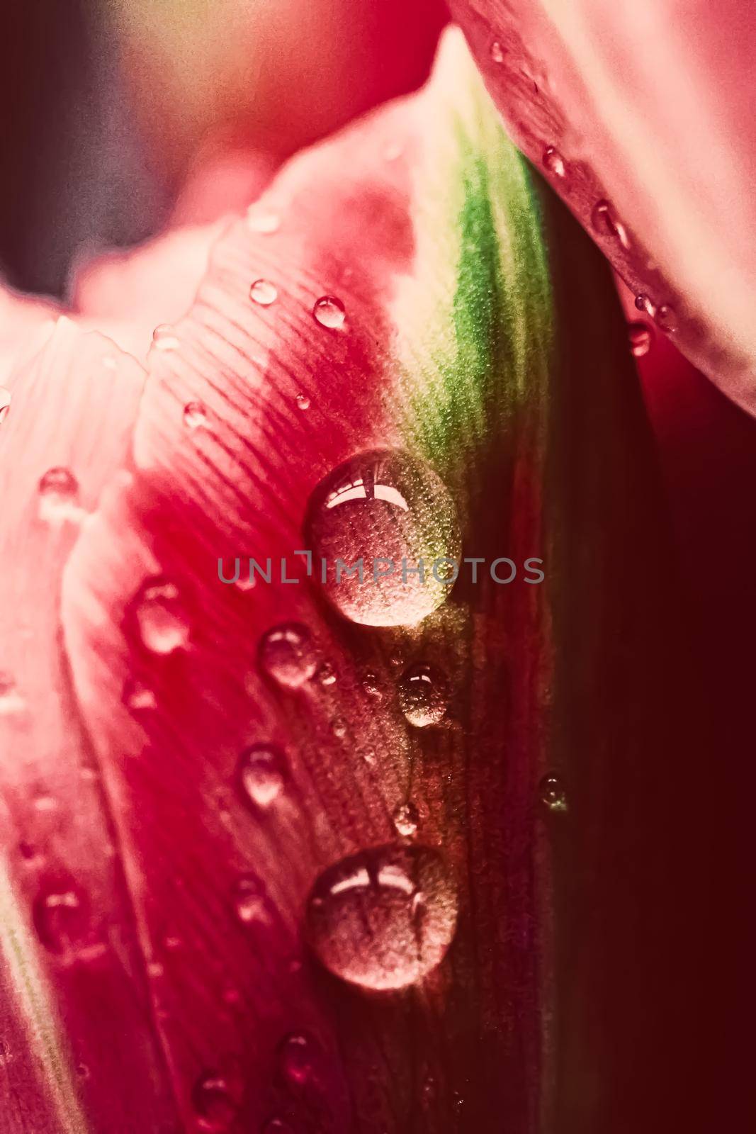 Morning dew drops on a beautiful flower in spring, floral beauty closeup