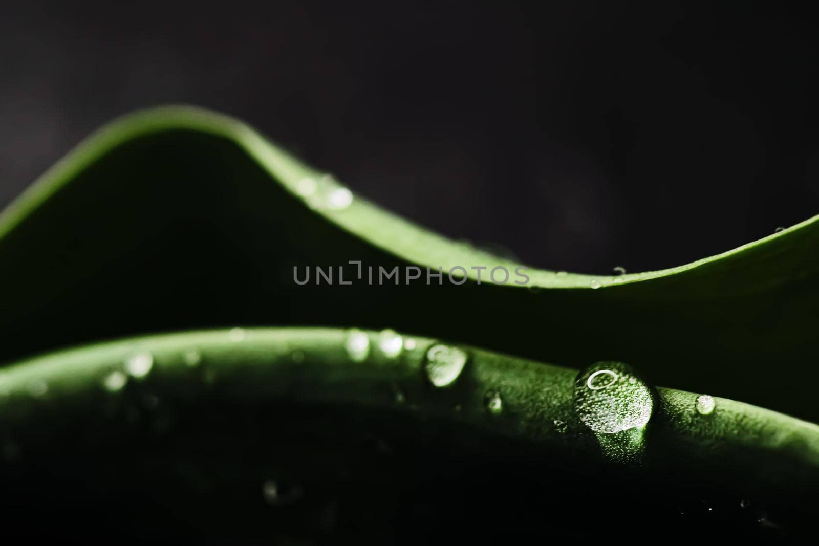Green leaf with water drops as environmental background, nature closeup