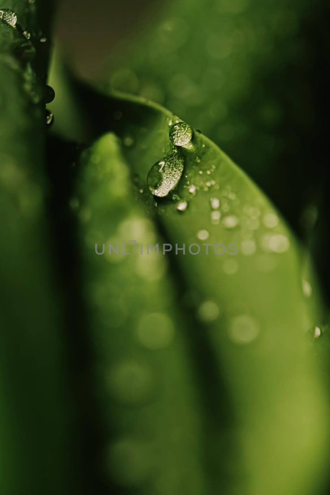 Green leaves with water drops as environmental background, nature closeup