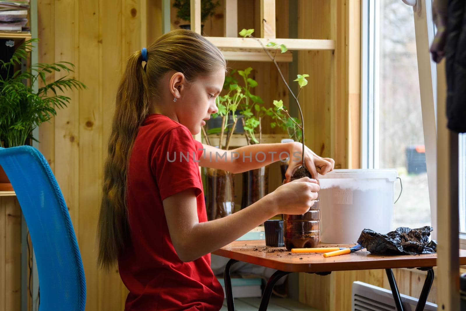 A girl at home at a table by the window is engaged in transplanting garden plants