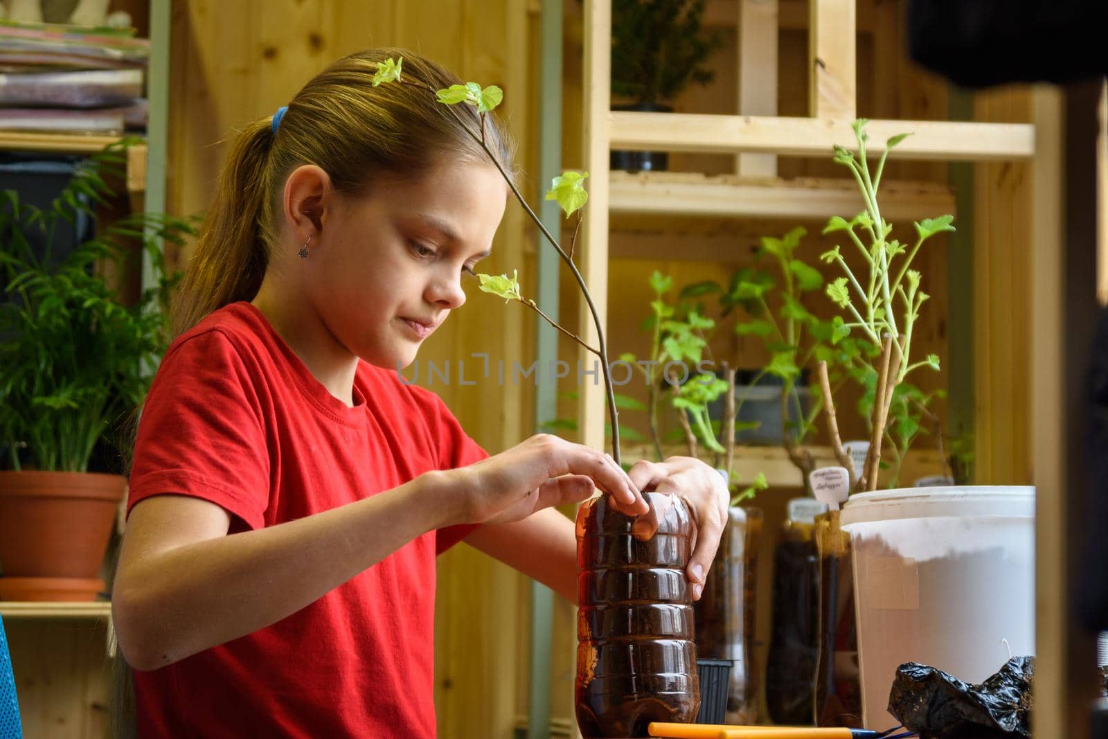 A girl plants seedlings of fruit plants in plastic bottles for the garden