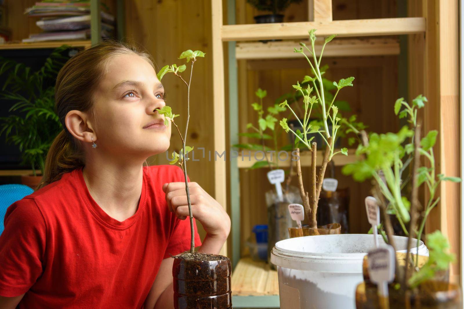 A girl transplants seedlings of garden plants, and smells how fresh leaves smell