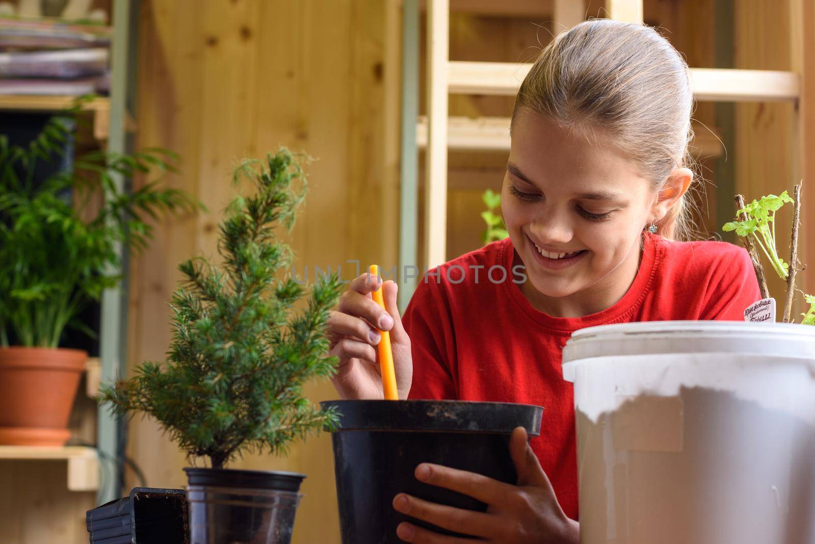 Happy girl transplants a spruce seedling into a larger pot