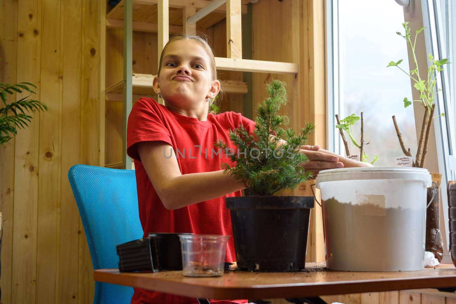 A girl transplants a spruce seedling and looks funny into the frame