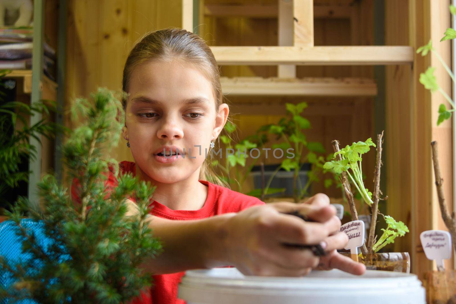 The girl takes the soil from the bucket for planting plants, close-up