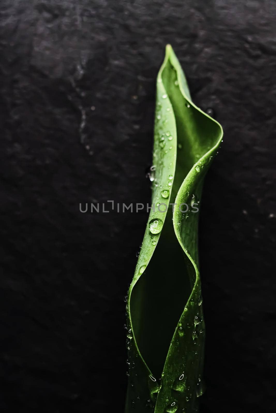 Green leaf with water drops as environmental background, nature closeup