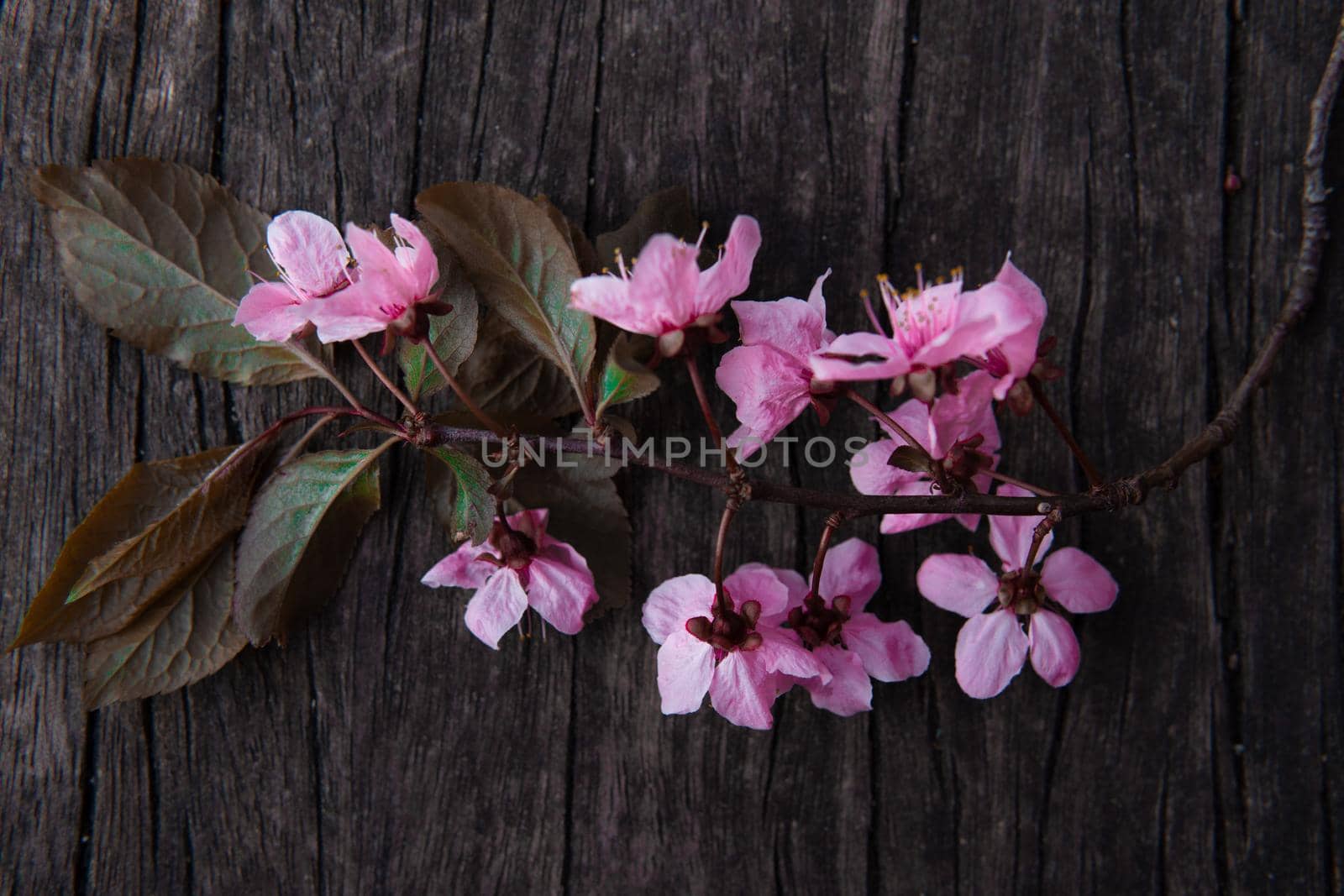 Cherry blossom branch on antique wooden background